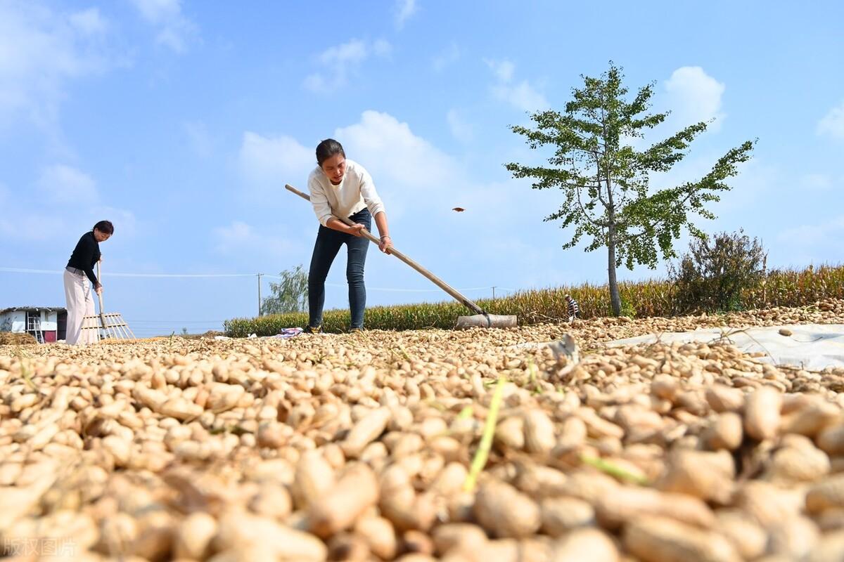 带壳花生价格最新动态，市场行情分析